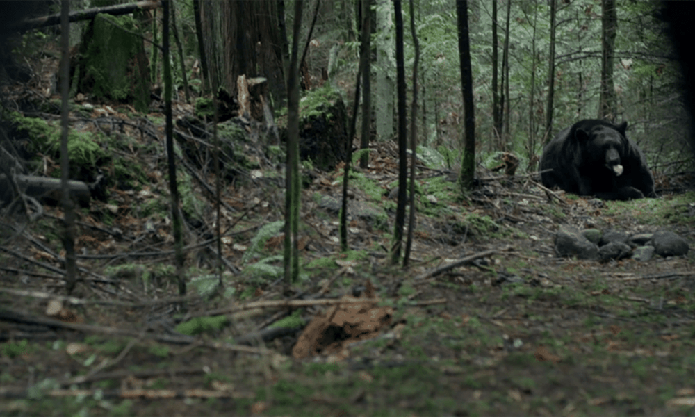 película de los bosques